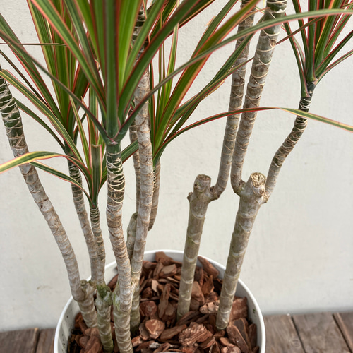 スタイリッシュな観葉植物＊ドラセナコンシンネ＊トリカラー