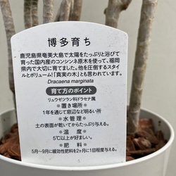 スタイリッシュな観葉植物＊ドラセナコンシンネ＊トリカラー＊トリコロール 12枚目の画像