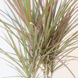 スタイリッシュな観葉植物＊ドラセナコンシンネ＊トリカラー