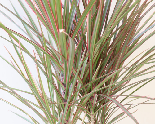 コンシンネ　トリカラー　140㌢ コンシンネ トリカラー【観葉植物 7号鉢／1個売り】｜ 【植物の