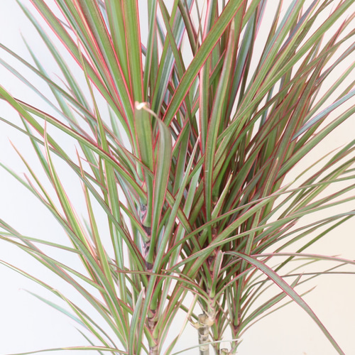 スタイリッシュな観葉植物＊ドラセナコンシンネ＊トリカラー