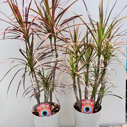 スタイリッシュな観葉植物＊ドラセナコンシンネ＊トリカラー