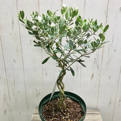 小豆島産オリーブ 希少種 ワッガベルダル