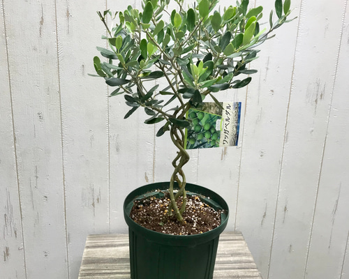 小豆島産オリーブ 希少種 ワッガベルダル