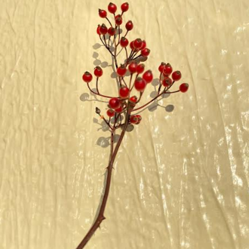 野ばら 枝モノ 3本セット 約50cm 60cm 80cm ドライフラワー ドライ