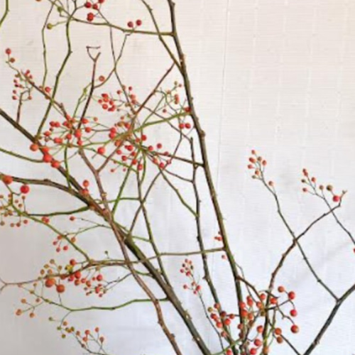 野ばら 枝モノ 3本セット 約50cm 60cm 80cm ドライフラワー ドライ