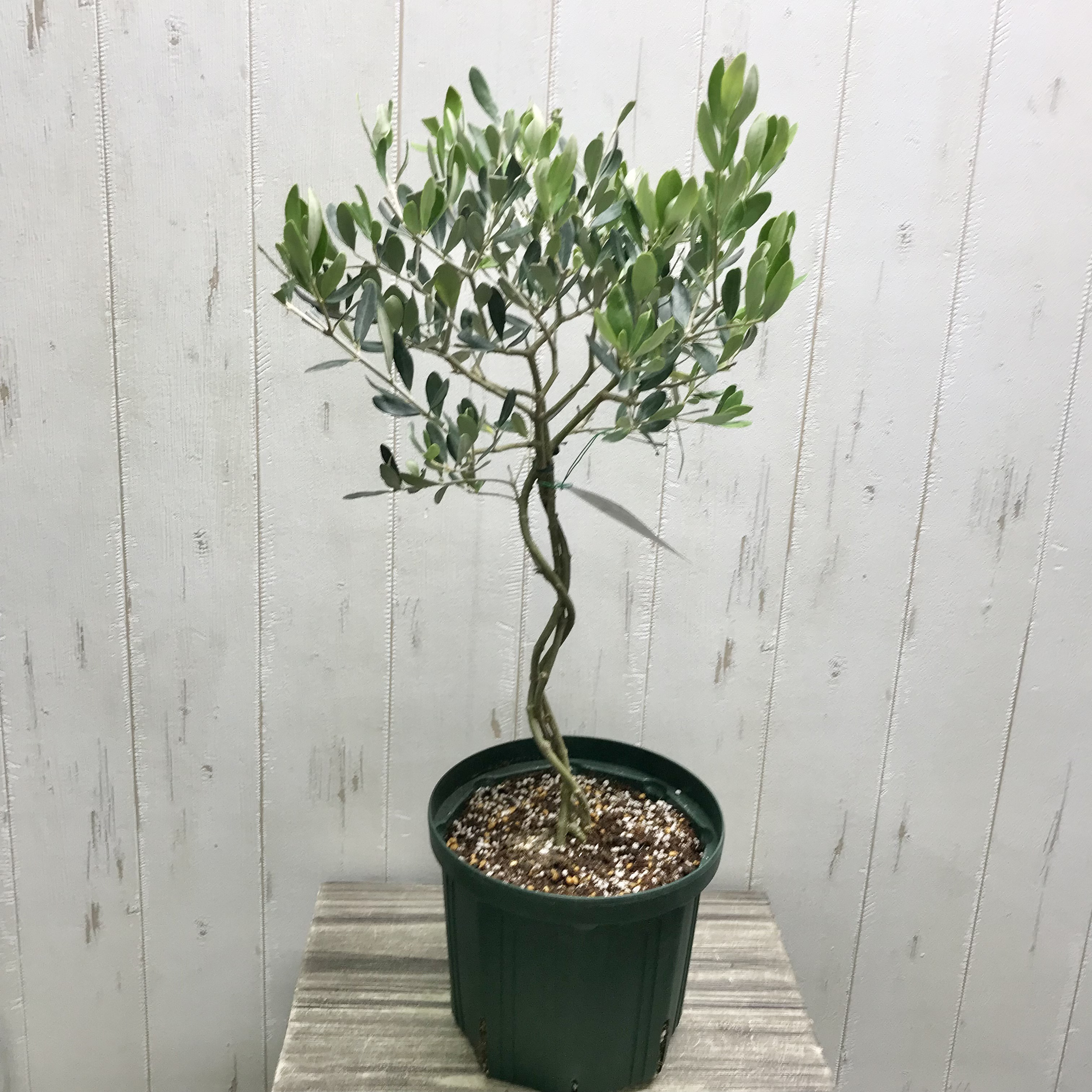 珍しい品種♡ 編み込み 盆栽♪ Verdale ベルダーレ オリーブの木