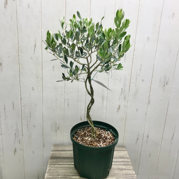 珍しい品種♡ 編み込み 盆栽♪ Verdale ベルダーレ オリーブの木 6号