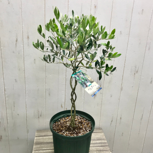 オリーブの木　タラスコア　植物　盆栽　インテリア 希少】タラスコア（オリーブの木）〈観葉植物〉｜約100cm｜XS
