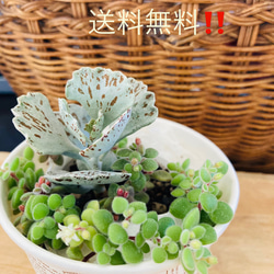 豹柄がかっこいい✨豹紋❣️（レデボウリア ソシアリス ビオラセア