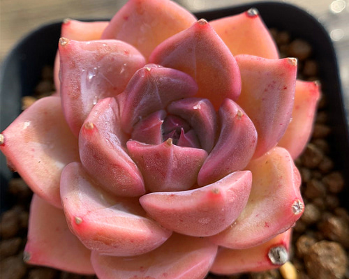 多肉・王姫ウォーターリリー錦・スペシャル斑・抜き苗 ウォーター