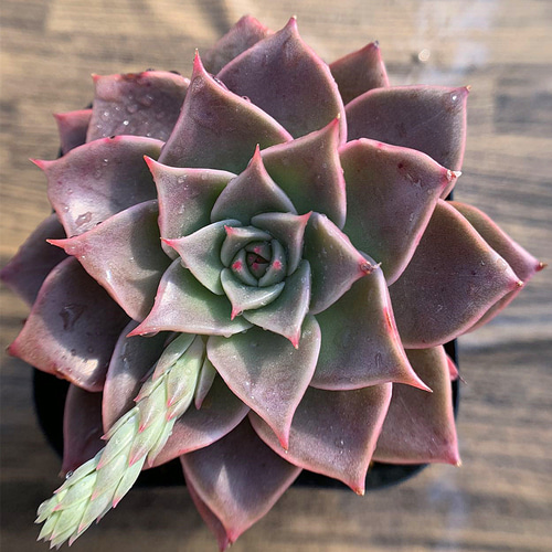 434.多肉植物 寄せ植え エケベリア属 mia（中） 新品種 超美苗 抜き苗