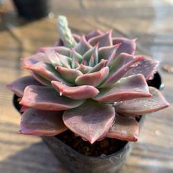 434.多肉植物 寄せ植え エケベリア属 mia（中） 新品種 超美苗 抜き苗