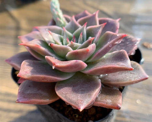 434.多肉植物 寄せ植え エケベリア属 mia（中） 新品種 超美苗 抜き苗