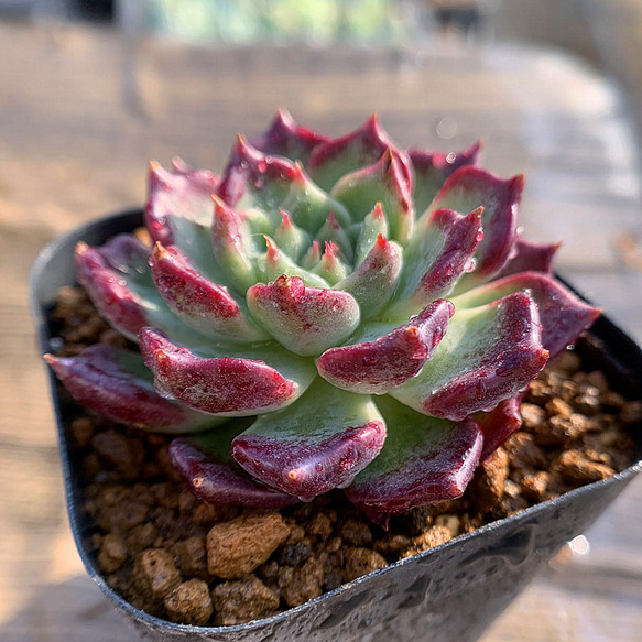 435.多肉植物 寄せ植え エケベリア属 レインナイトエルフ Rainy Night