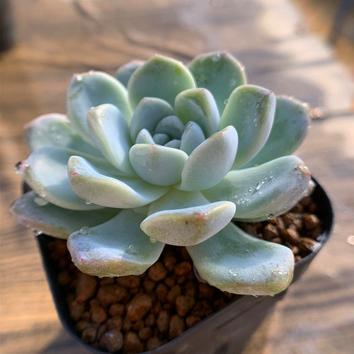 多肉植物 雪影 モリモリ！群生 抜き苗 エケベリア 農園直売 多肉植物