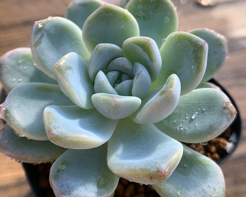 436.多肉植物 寄せ植え エケベリア属 雪魅大福 抜き苗 アートフラワー