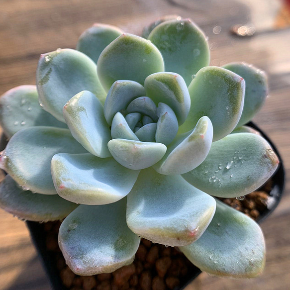 多肉植物　ブルーシャトー　抜き苗　エケベリア 1_5bfdc9c4b91f6613bb348e56fa1e