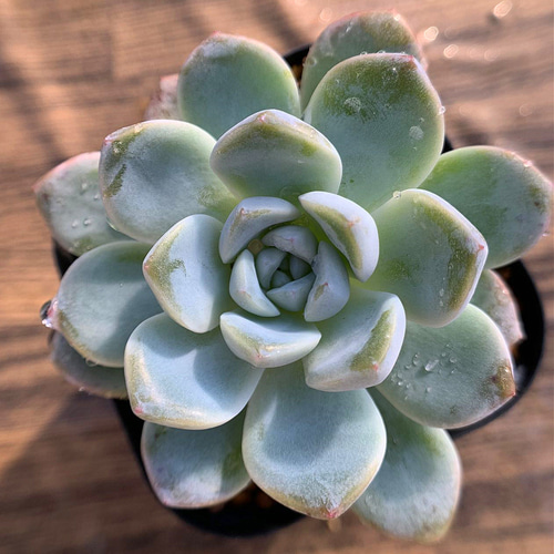 436.多肉植物 寄せ植え エケベリア属 雪魅大福 抜き苗 アートフラワー