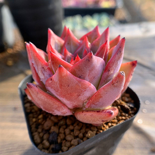 438.多肉植物 寄せ植え エケベリア属 レッドドラゴン ウォーターマーク