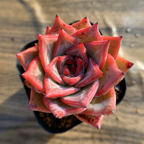 438.多肉植物 寄せ植え エケベリア属 レッドドラゴン ウォーターマーク