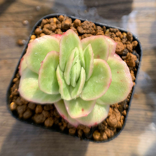 439.多肉植物 寄せ植え エケベリア属 アイスラブリーローズ（錦） 抜き