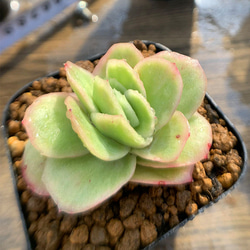 439.多肉植物 寄せ植え エケベリア属 アイスラブリーローズ（錦） 抜き