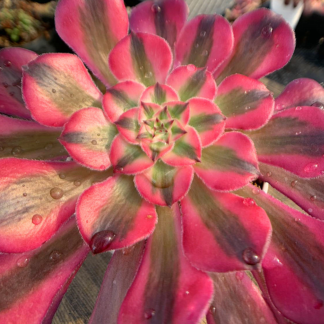 73#多肉植物❤️アエオニウム錦❤️ガーネット白斑錦❤️15頭