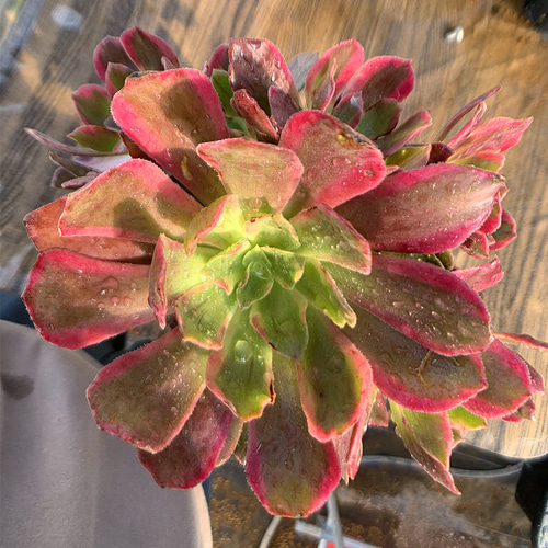 441.多肉植物 寄せ植え アエオニウム属 ベロア白錦（群）特大 抜き苗