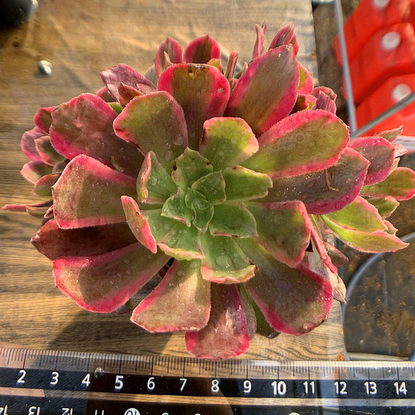 多肉植物アエオニウム錦❤️ パンドラ ❤️ 状態画像 39#多肉