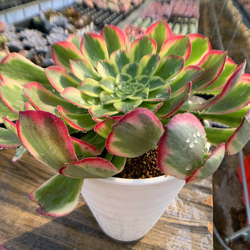 多肉植物アエオニウム錦❤️ ゴースト❤️魅影 ❤️