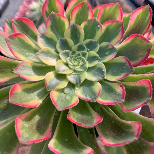 443.多肉植物 寄せ植え アエオニウム属 朝霞錦(単)(特大) 超 443.多肉植物 寄せ植え アエオニウム属 朝霞錦(単)(特大) 超