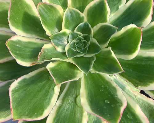 444.多肉植物 寄せ植え アエオニウム属 ミドリローズ錦（単