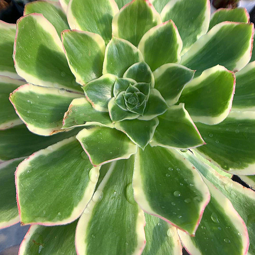 444.多肉植物 寄せ植え アエオニウム属 ミドリローズ錦(単 444.多肉植物 寄せ植え アエオニウム属 ミドリローズ錦(単