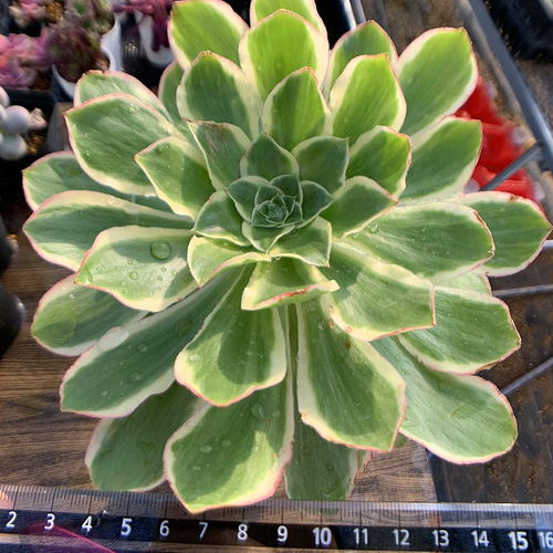 60#多肉植物アエオニウム錦❤️ 緑のバラ ❤️1大頭18cm 拔き苗