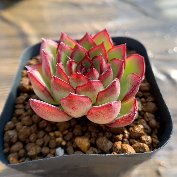 445.多肉植物 寄せ植え エケベリア属 ホタル（単） 新品種 抜き苗