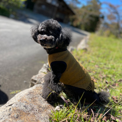 Fringe dog's wear  フリンジが可愛い♪ ウールで暖か わんこ服 犬服 ペット ウェア 3サイズ 7枚目の画像