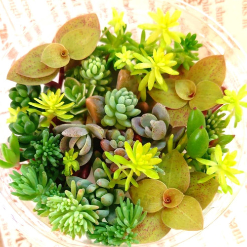 新入荷 セダム 多肉植物 カット苗 その他インテリア雑貨 ちま寄植え用 花・観葉植物