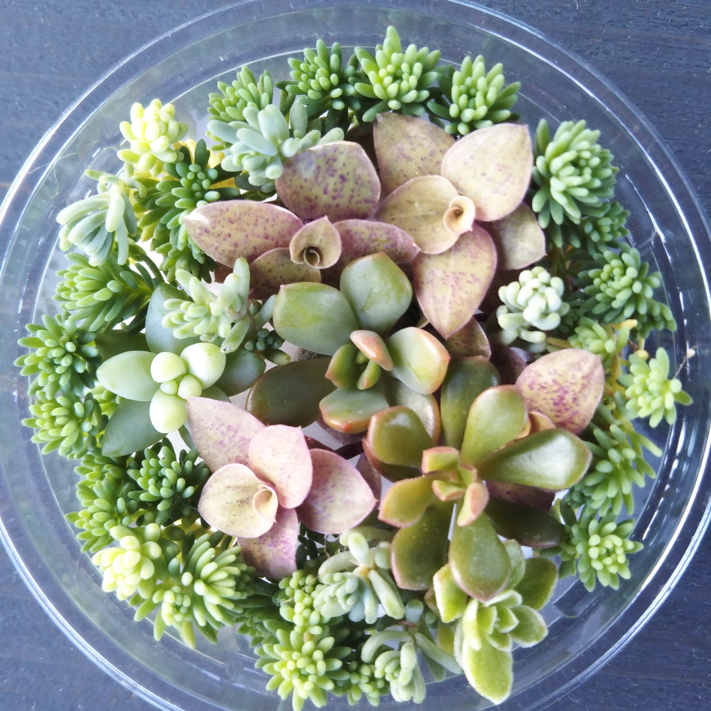 ❁ロンリーダック❁ ランダム配送 カット苗 寄せ植え 多肉植物 楽天市場】生産者直送！多肉カット苗（15個）とセダム1苗 寄せ