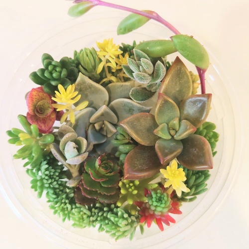 多肉植物 セダム カット苗 ちま寄植え用 その他インテリア雑貨