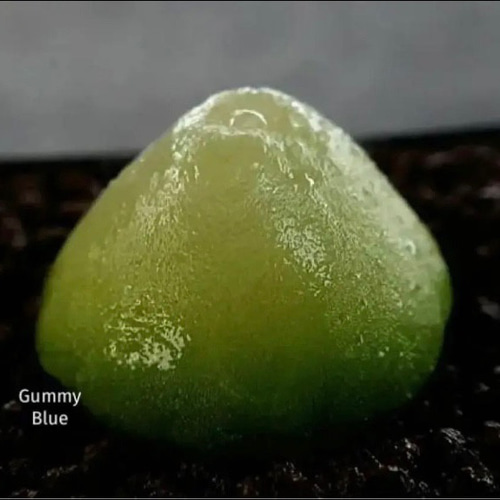 品良く着こなすため 多肉植物 コノフィツム ブルゲリ 種子50粒 多肉植物 GummyBlue フルーツ・果実