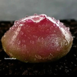 コノフィツム デプレッサム ssp 種子 10粒 多肉植物 GummyBlue 通販