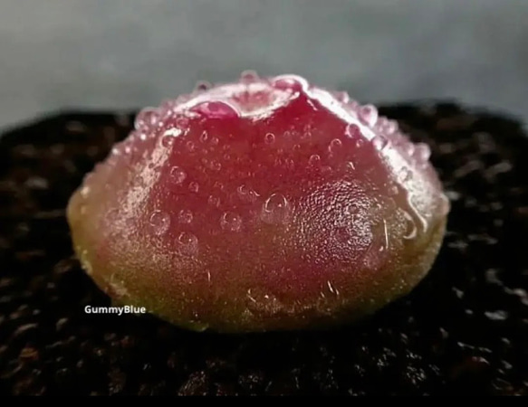 50つ多肉植物コノフィツム ブルゲリ タネ　種 多肉植物 コノフィツム ブルゲリ 種子50粒 多肉植物 GummyBlue