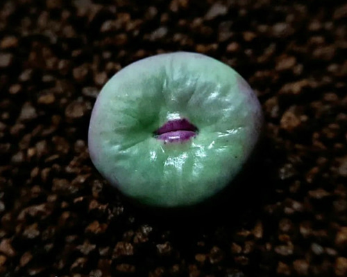 コノフィツム　大型pageae ポットごと（群生株) 多肉植物 コノフィツム pageae 大型種 1.4cm 抜き苗 1株 多肉