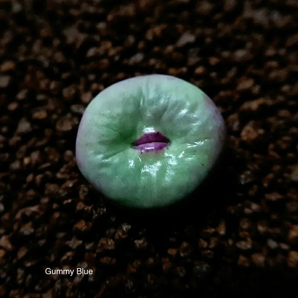 多肉植物 コノフィツム パゲアエ pageae 種子20粒 多肉植物 GummyBlue