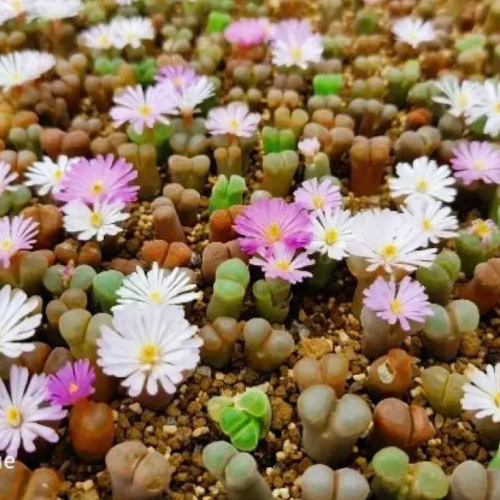 多肉植物 大型風鈴玉 Conophytum friedrichiae MIX 種子100粒 多肉植物