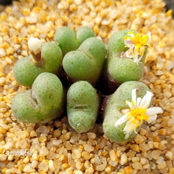 多肉植物 コノフィツム パゲアエ pageae 種子20粒 多肉植物 GummyBlue