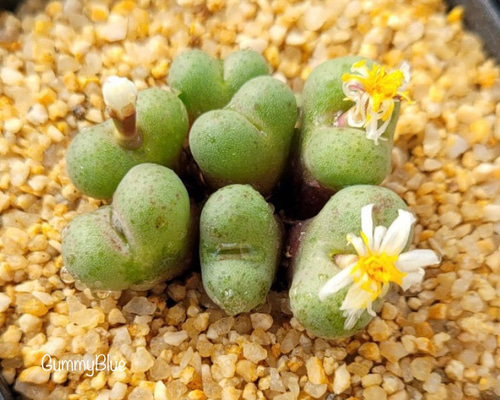 多肉植物 メセン コノフィツム ヤンギー youngii - メルカリ