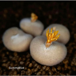 コノフィツム ペルシダム レッド 種子30粒 多肉植物 GummyBlue 通販