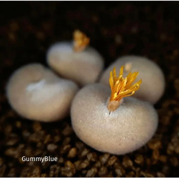 コノフィツム デプレッサム ssp 種子 10粒 多肉植物 GummyBlue コノフィツム デプレッサム ssp 種子 10粒 多肉植物 GummyBlue